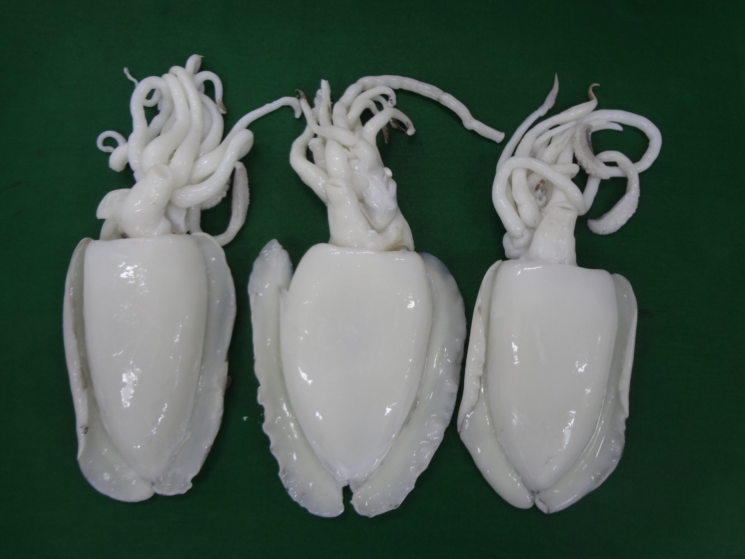 CUTTLEFISH WHOLE CLEANED